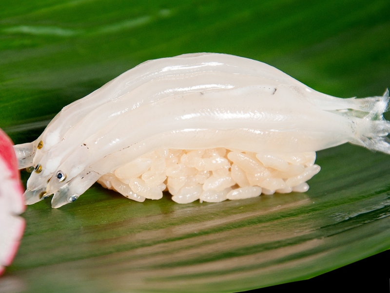 見た目は子供 味は大人の 白魚 がオススメです 赤酢と炙りが自慢の築地の寿司屋